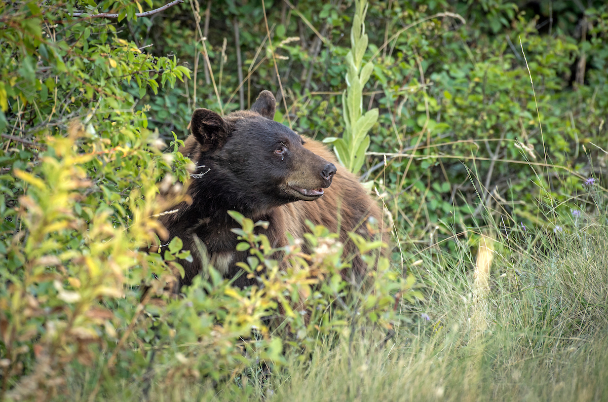 An attempt to ban bear hunting in California was quickly struck down thanks to push back from dedicated hunters.