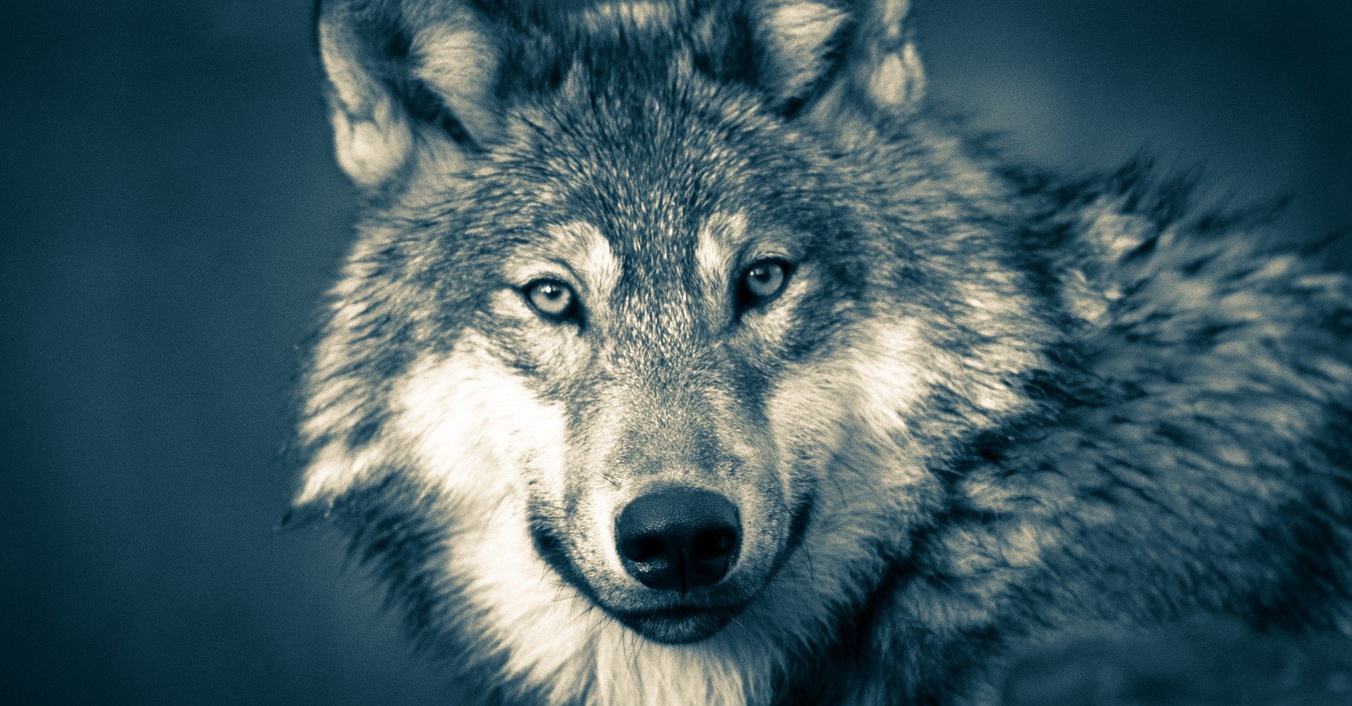 wolf hunt