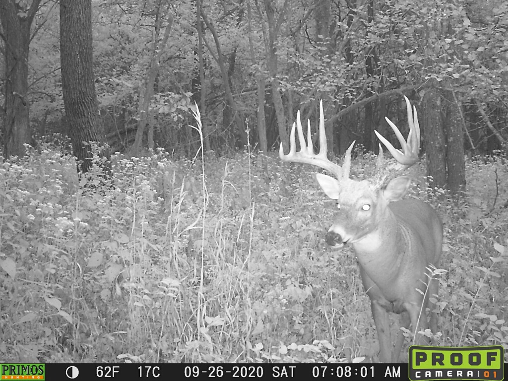 A big whitetail buck on a Primos trail camera, taken in late September.