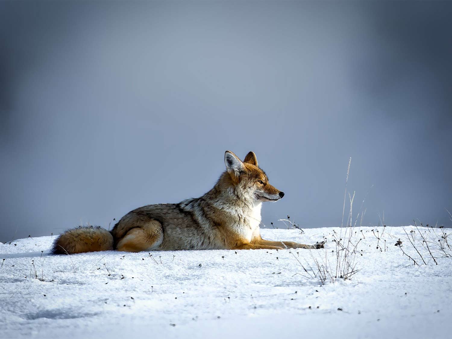 A coyote in the snow.
