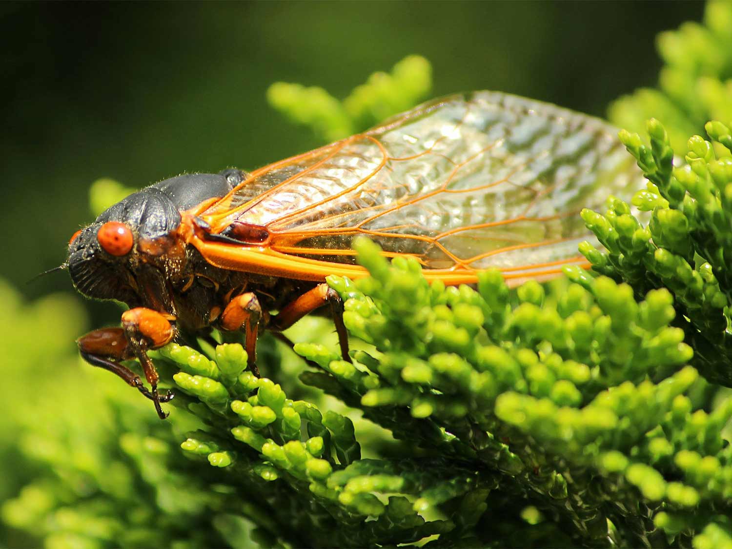 A Brood X Cicada on lush green things.