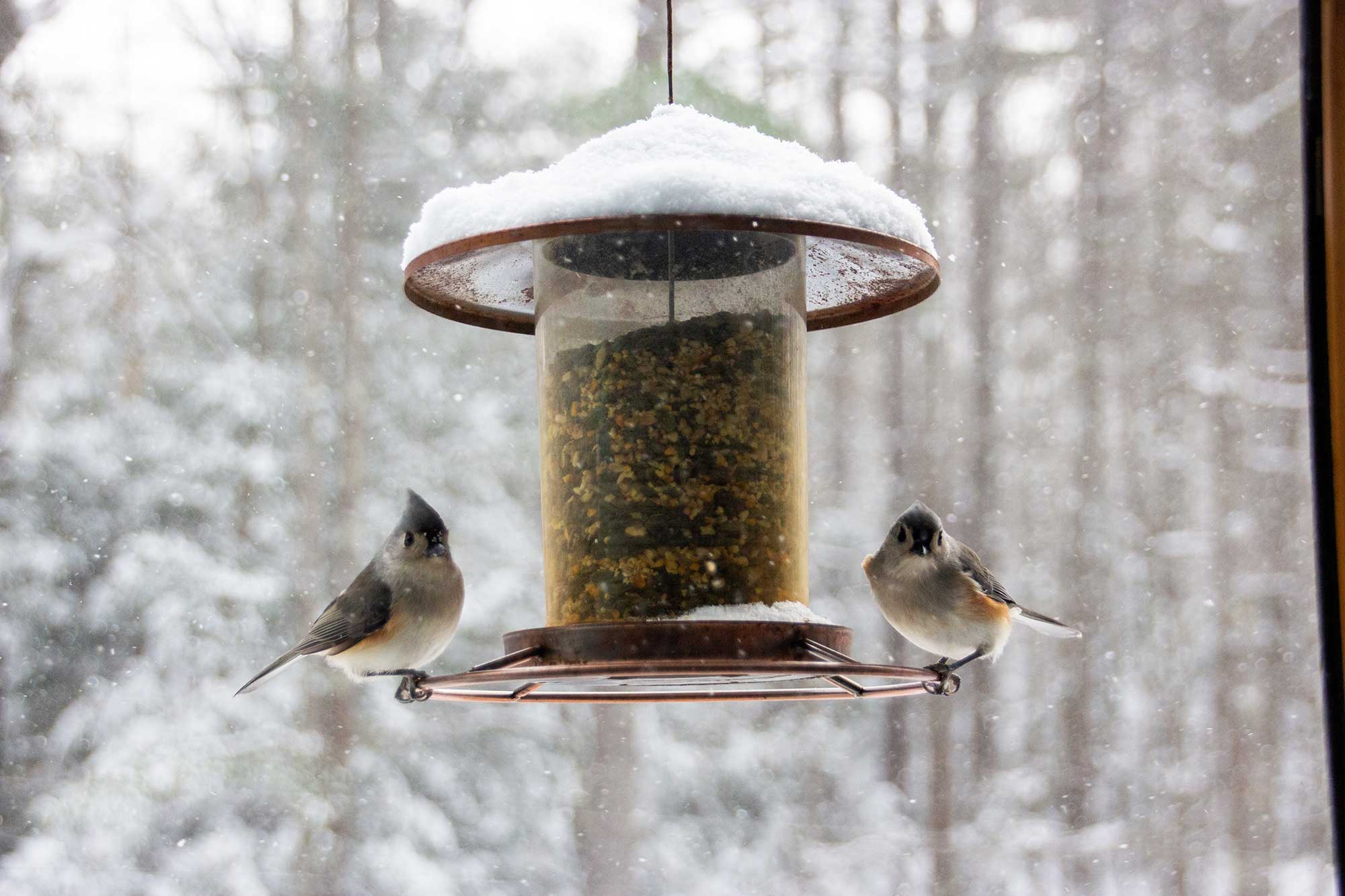 Birds at a bird feeder eating the best bird seed