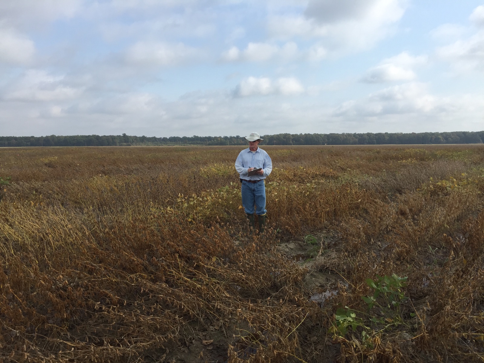 A technician examines wind damage to crops at Pine Tree Research Station, a property the University of Arkansas is trying to sell.
