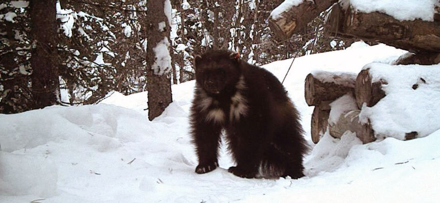 At least one wolverine has made Yellowstone home.