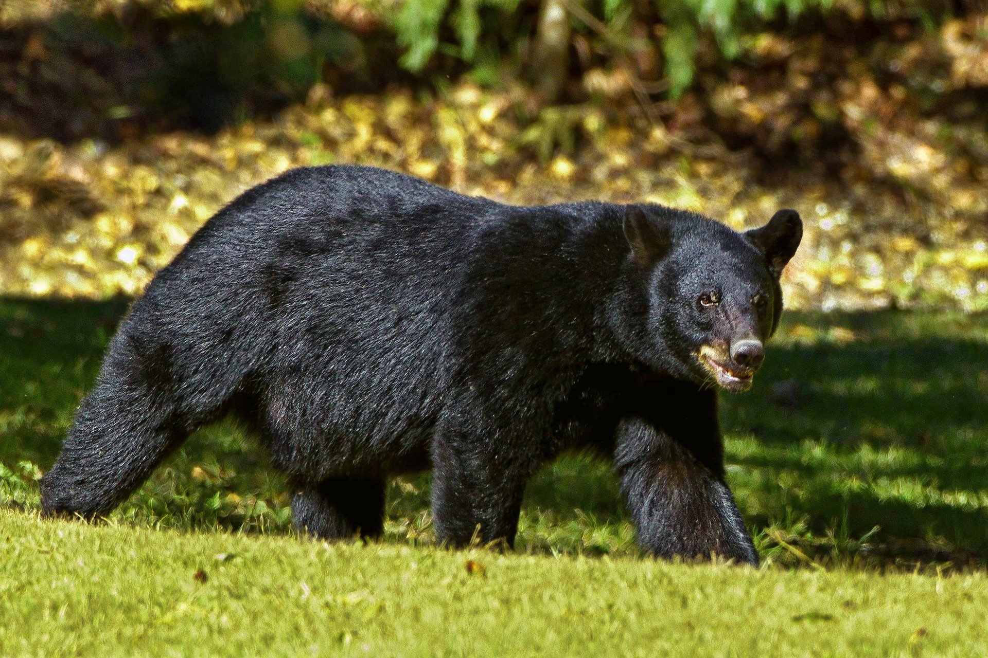 A large black bear walking th rough an open clearing.
