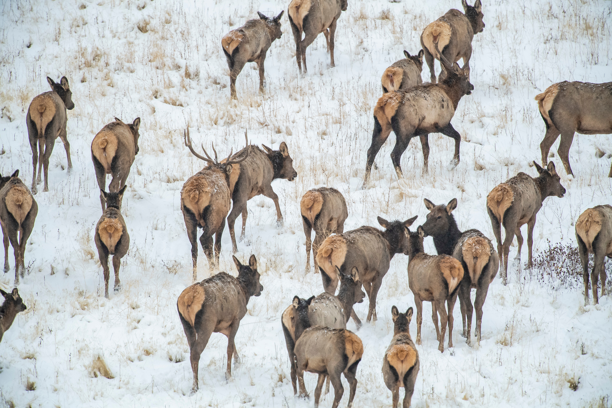 elk hunting in Montana