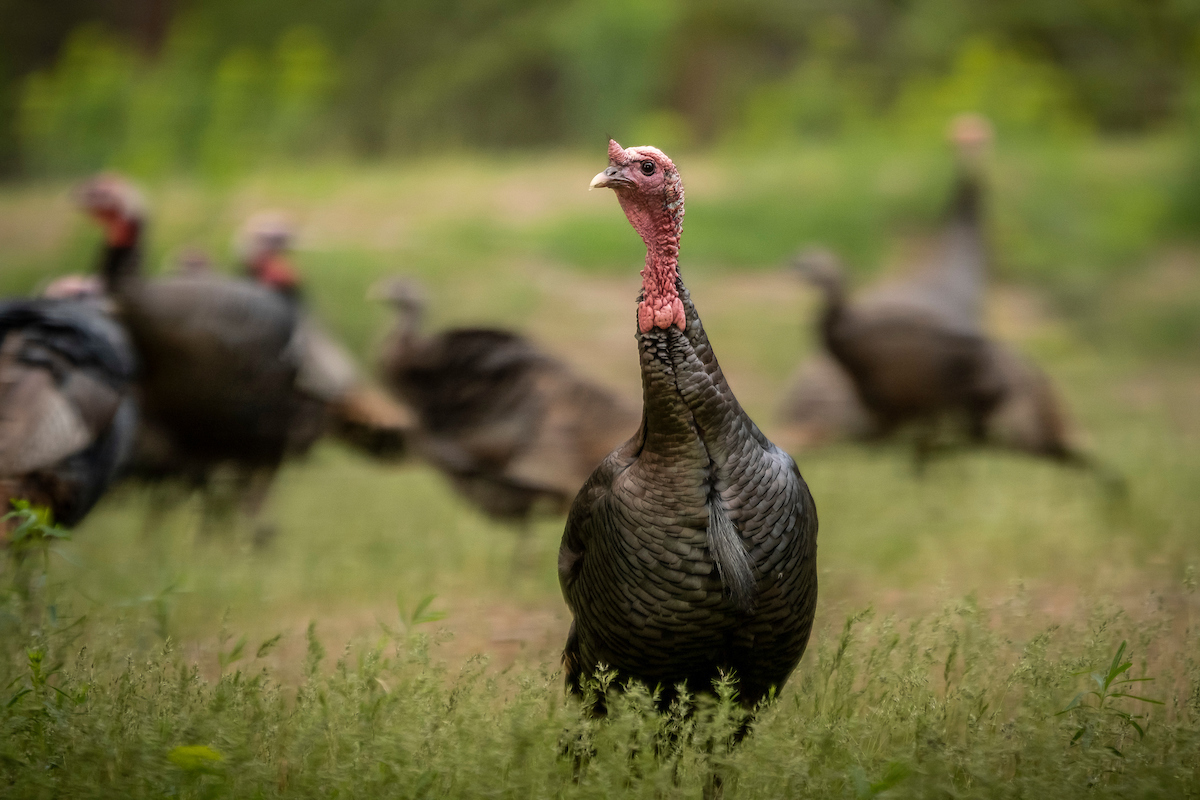 A gobbler stands at attention in front of a flock of spring turkeys.