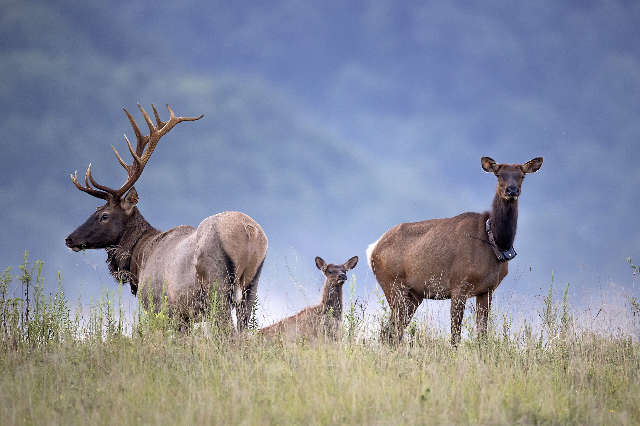 An ear-tagged bull elk and a collared cow in the reintroduced Virginia elk herd.