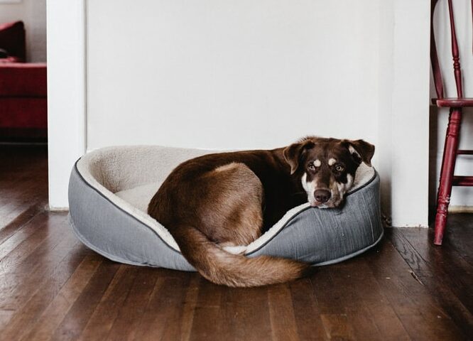 Dog lying in a dog bed.