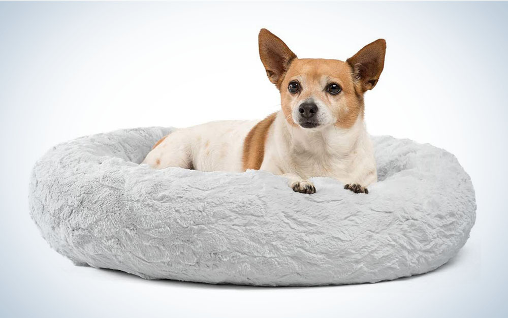 small dog in dog bed