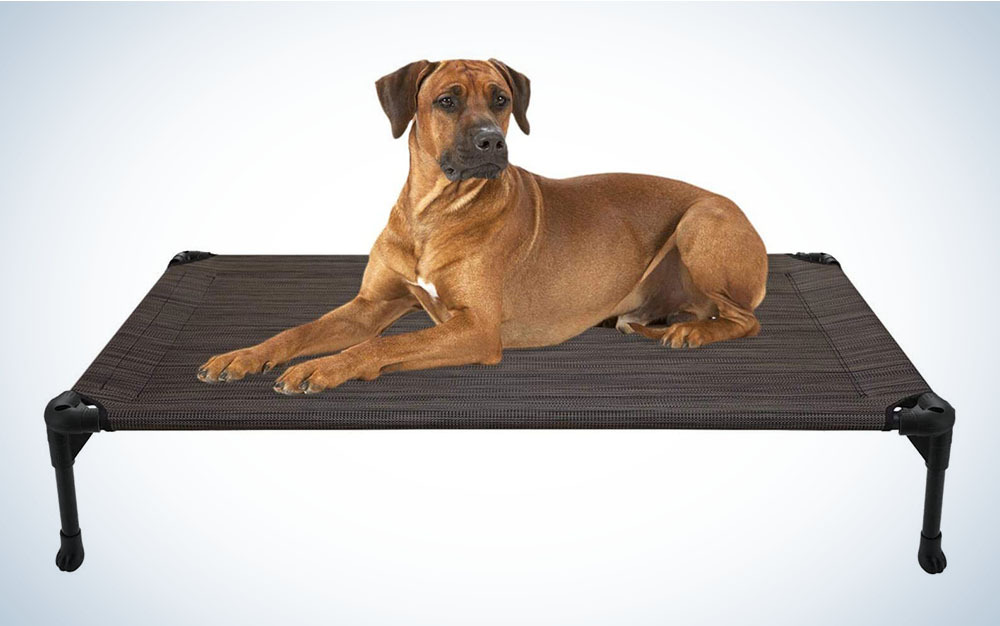 dog lying on elevated dog bed