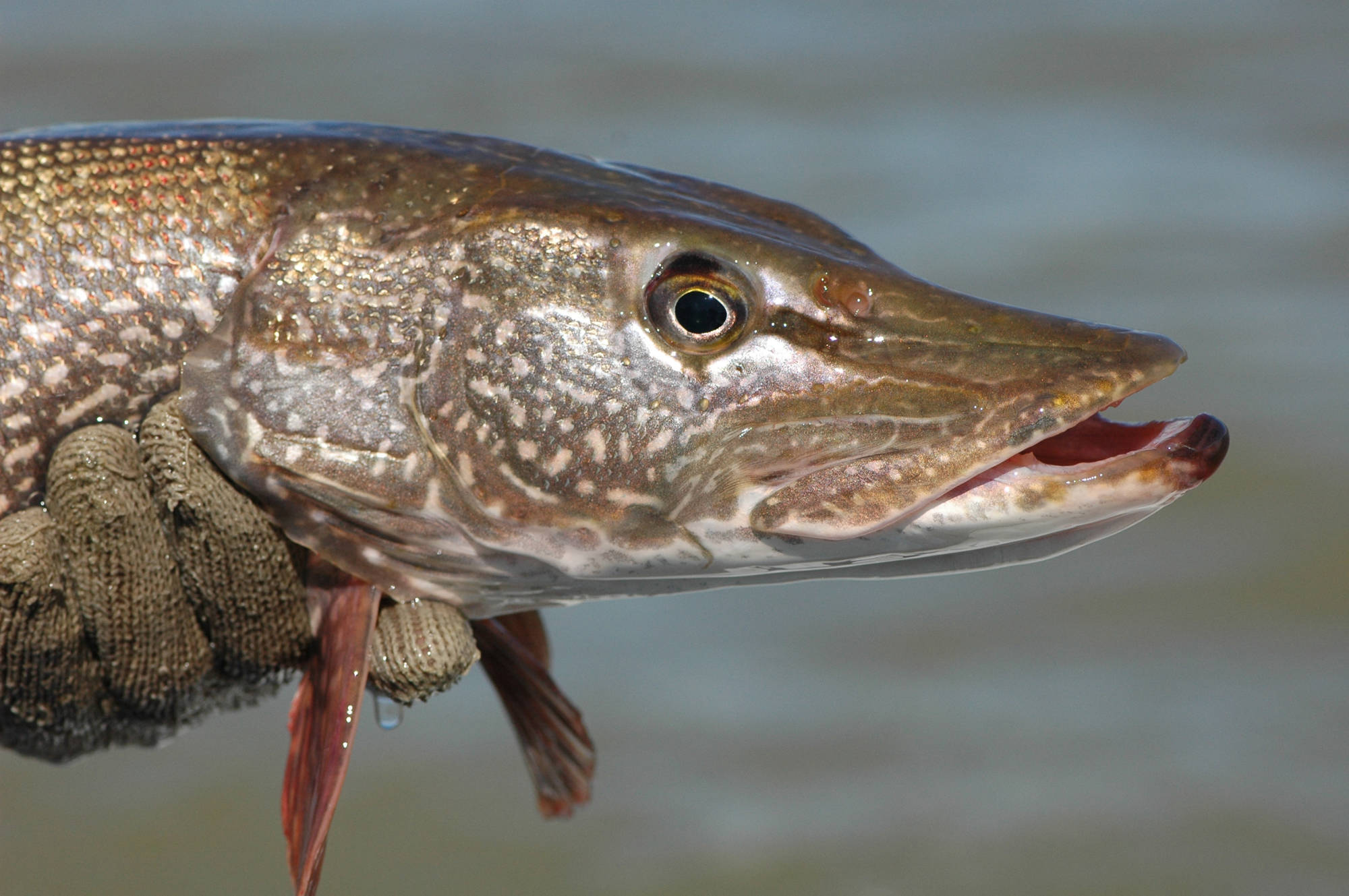 An angler's gloved hand holds a northern pike, one of Canada's top target species for international tourists.