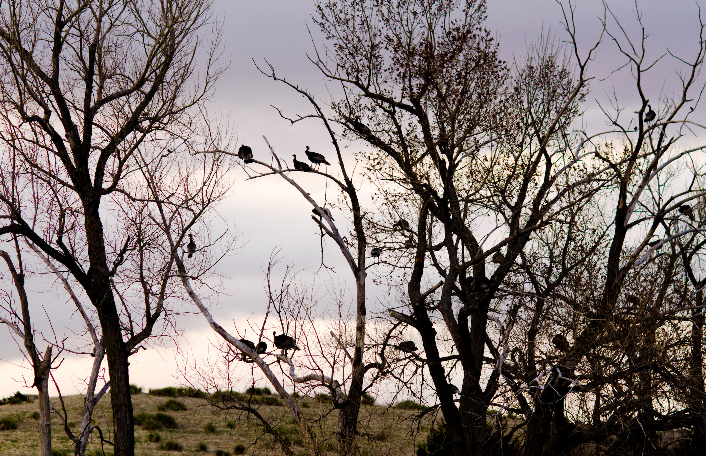 A flock of turkeys on the roost.