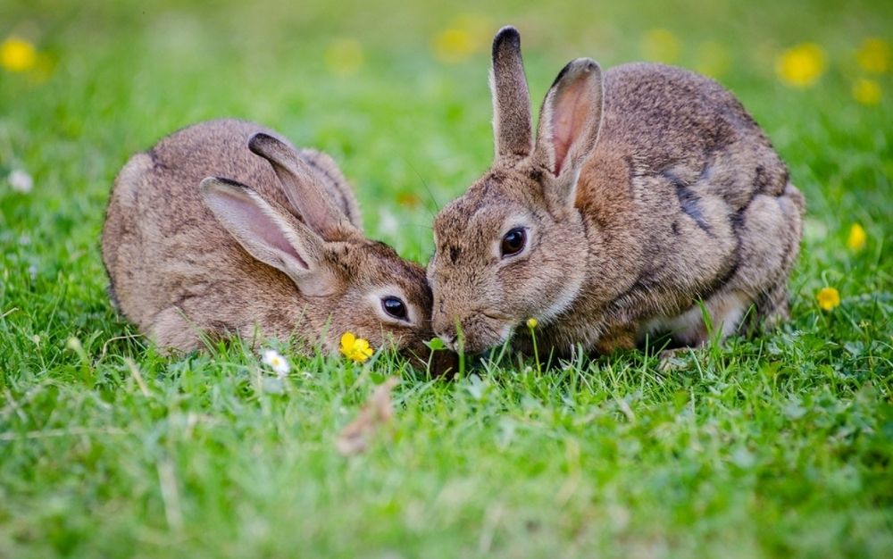 Two grey rabbits eating grass in a green garden at daytime.