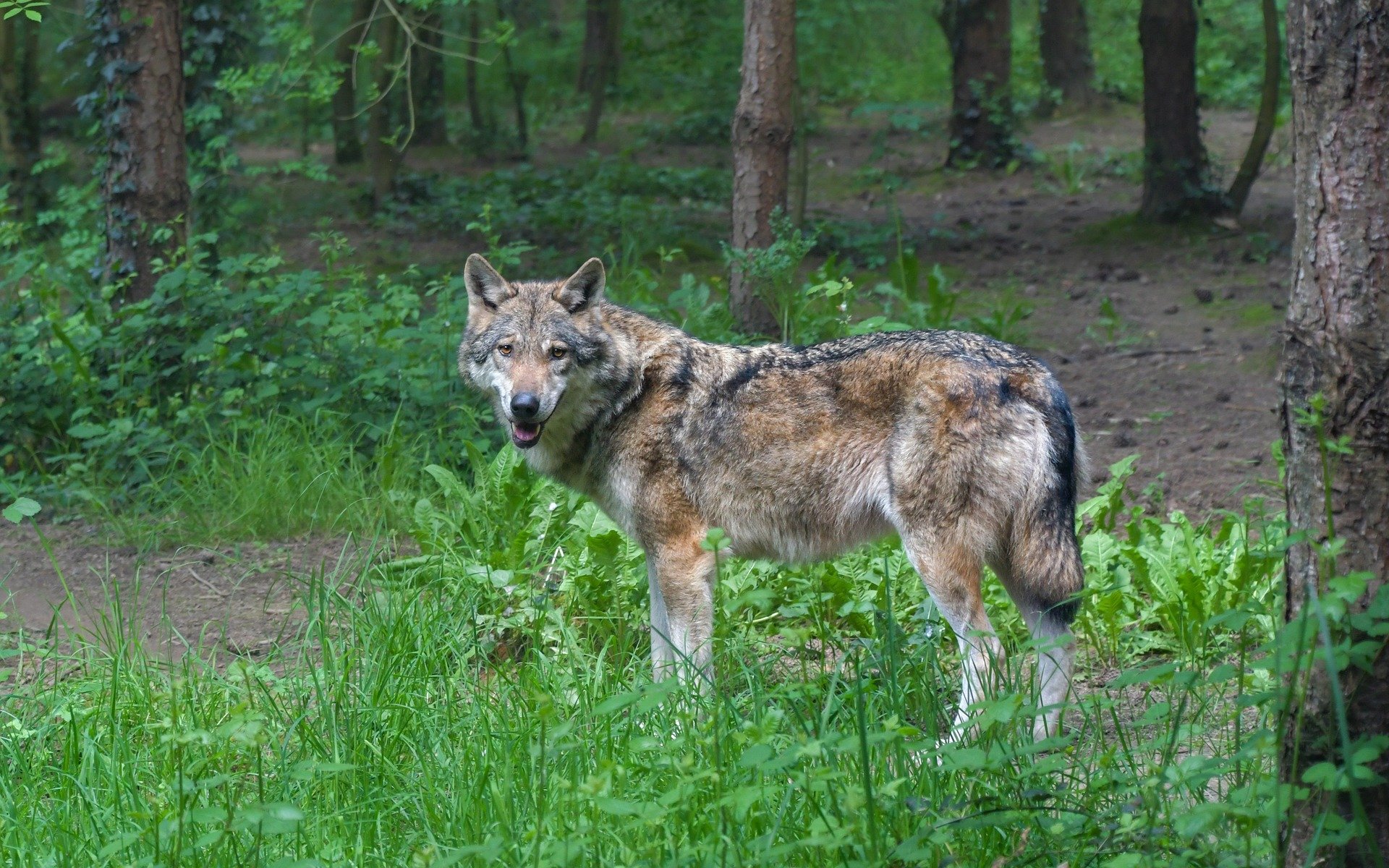 A gray wolf, like this one, was recently taken in Nebraska. 