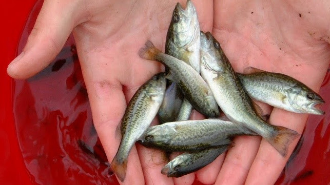 Bass fingerlings for Lake Ouachita in Arkansas.