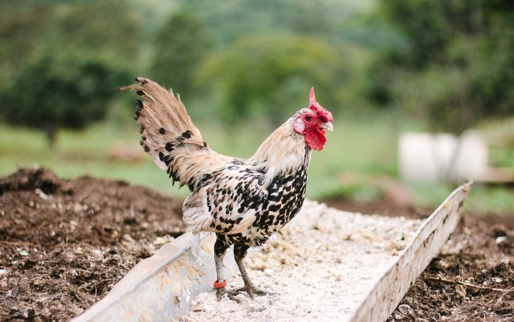 A brown chicken in the side staring and standing over a metal feed place.