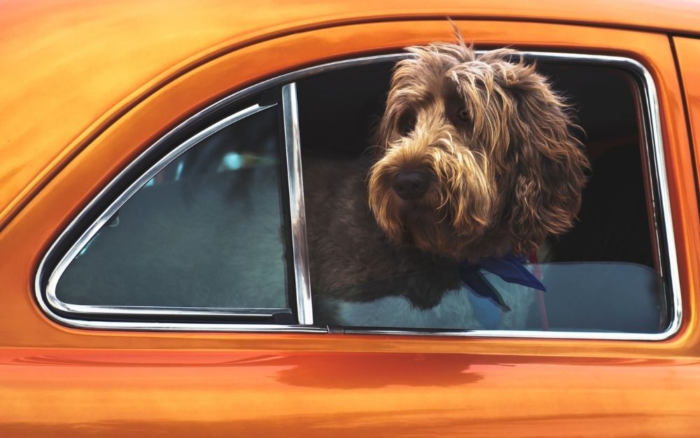 A brown hair dog staying outside of the window of a orange car.