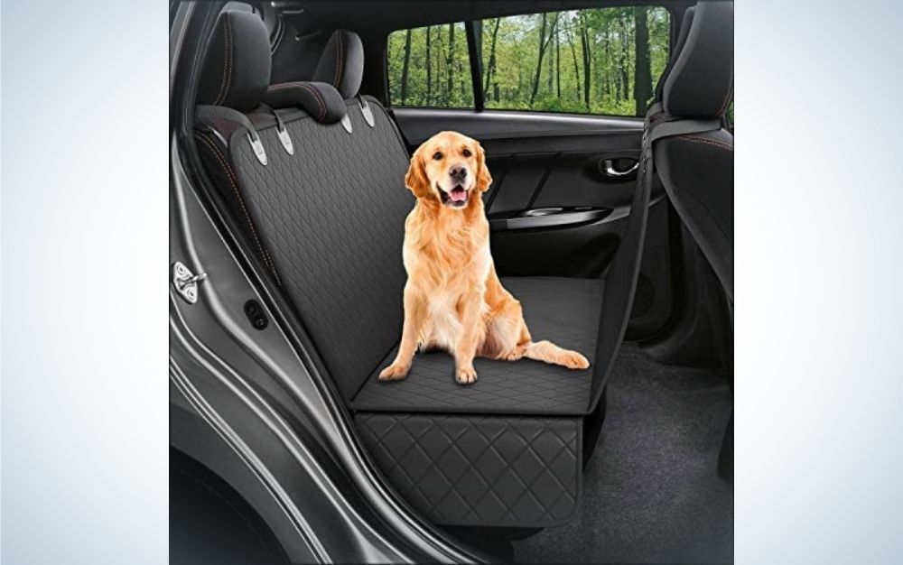 A beige dog staring and seating in back car seat black covers.