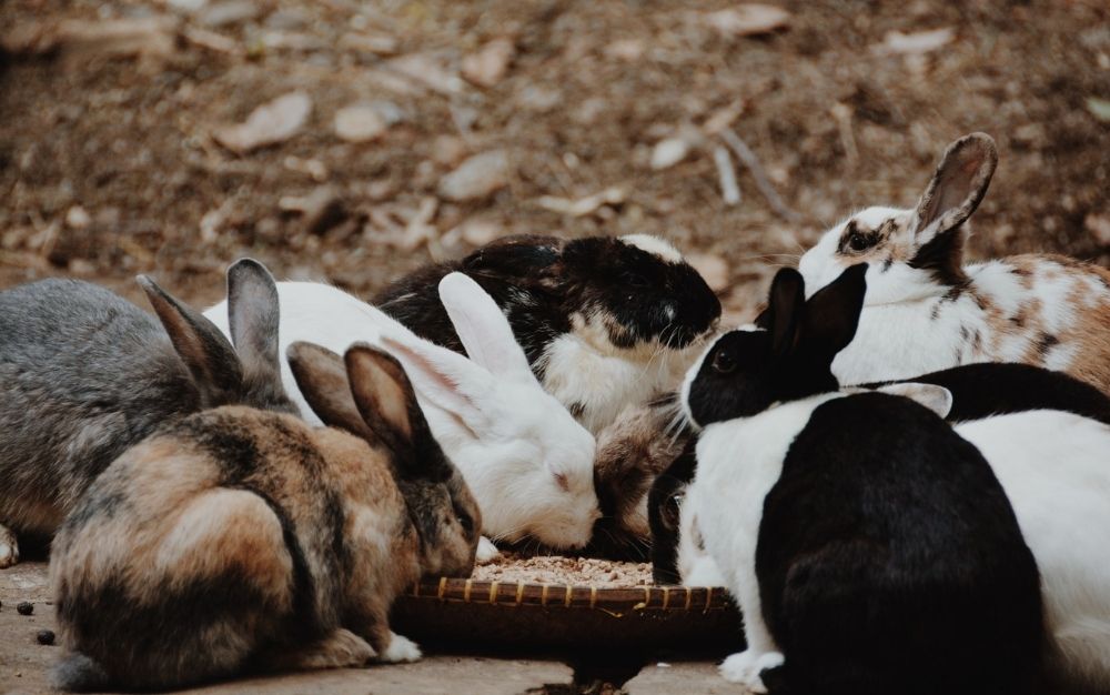 Different color of rabbits eating all on the same bowl.
