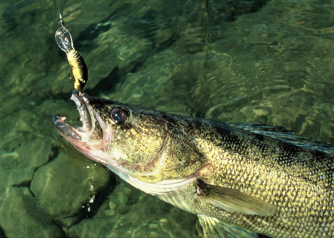 Walleye regulations on Minnesota Mille Lacs lake will allow walleye harvest