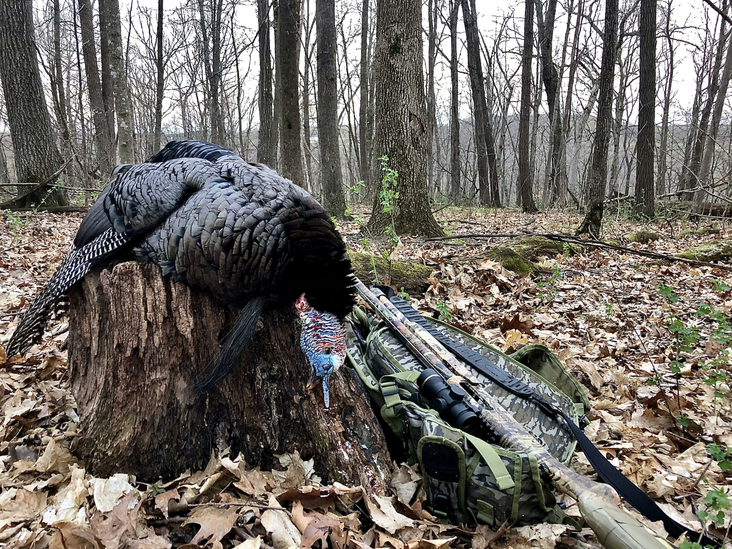 A Minnesota gobbler taken in the woods without a decoy