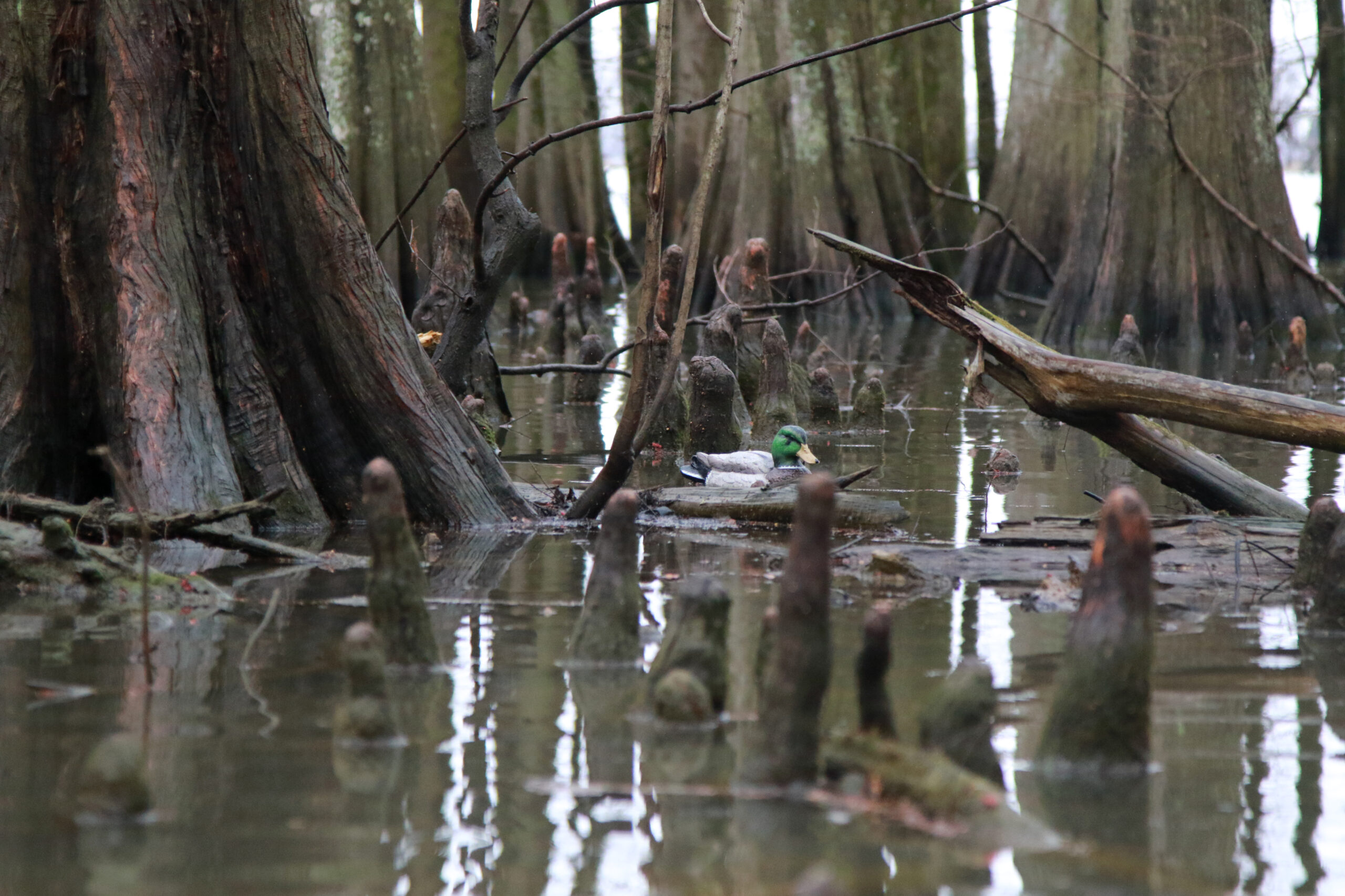 A loose decoy on Reelfoot Lake, which hunters were looking for when they found David Vowell.
