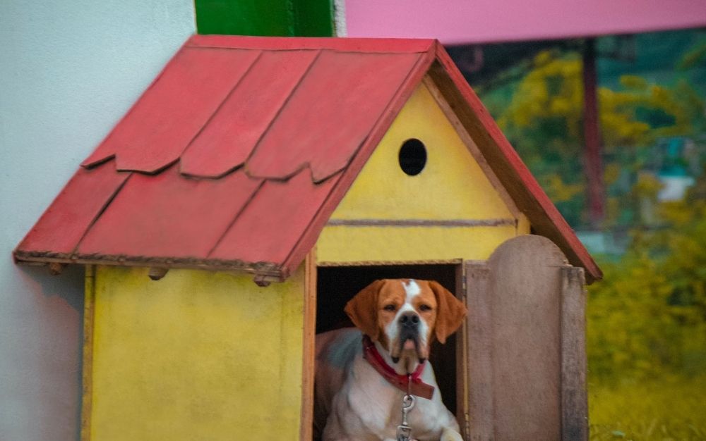 A big dog with brown head resting in an outdoor dog house with yellow wooden walls and red roof.