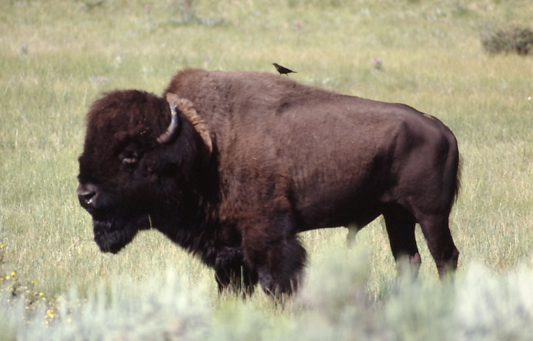 Hunters will be allowed to shoot one bison in Grand Canyon National Park this fall.