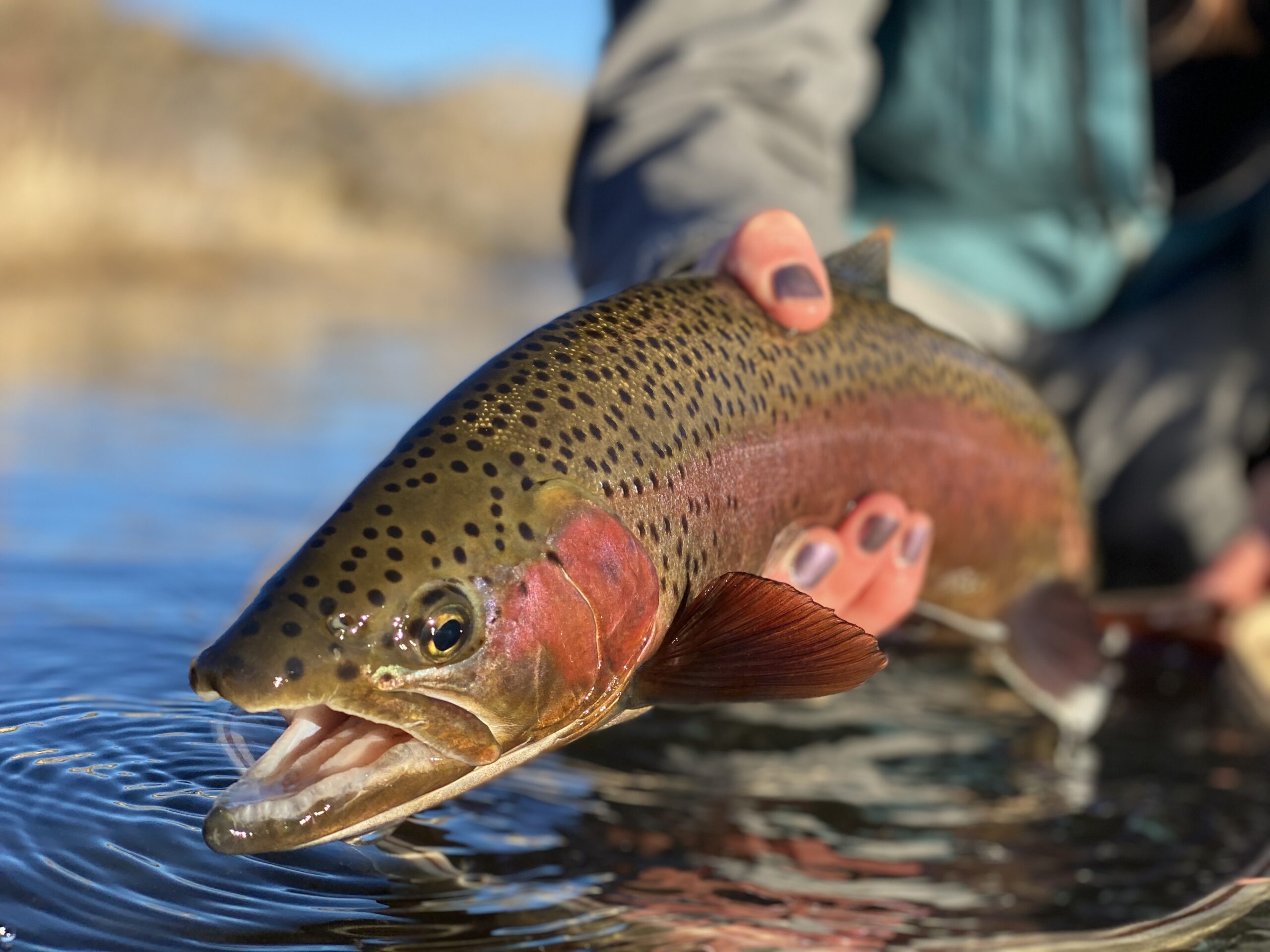 An angler holds a red rainbow trout caught during the spawn.