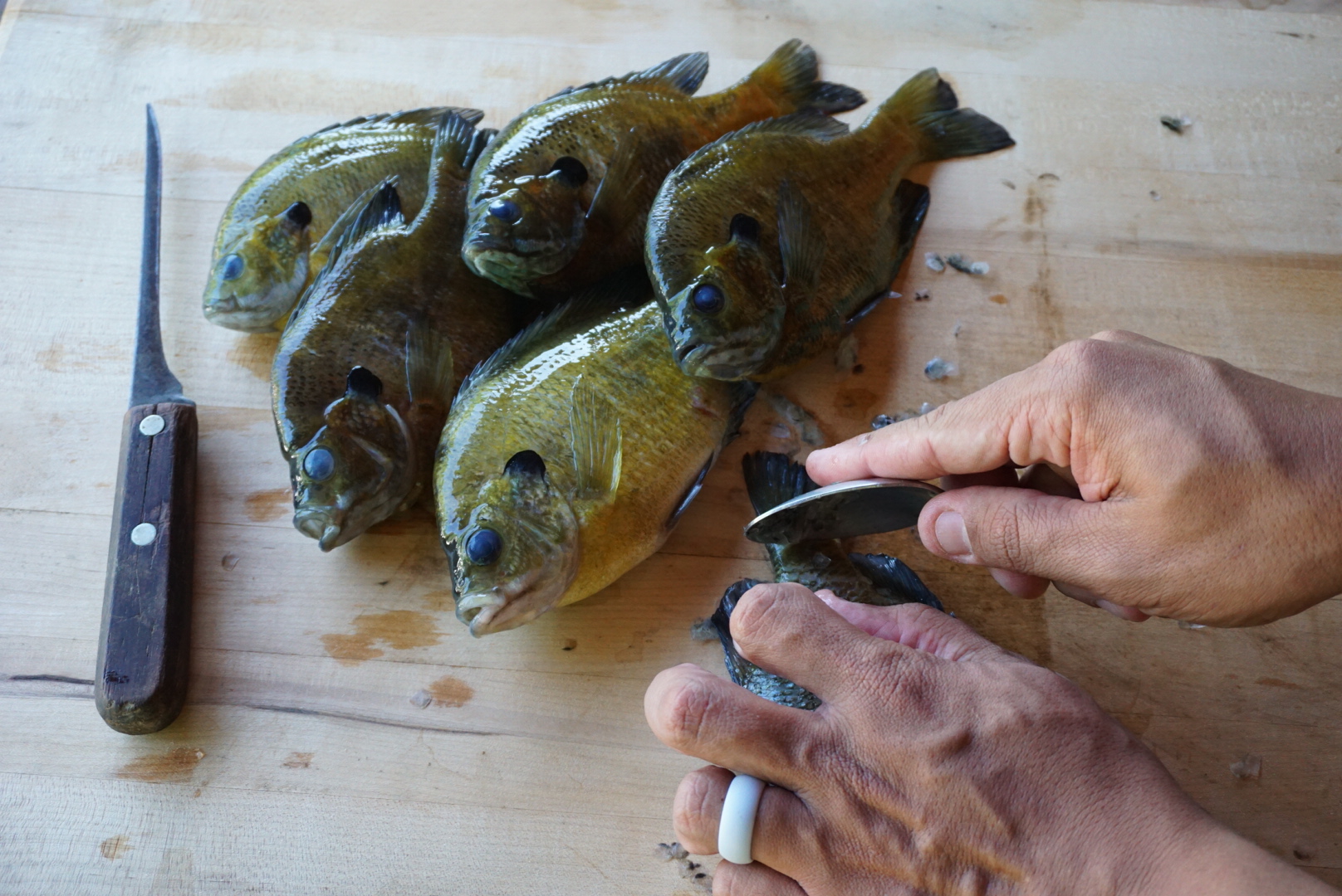 Descaling panfish might not be flashy, but it's a labor of love accomplished close to home..