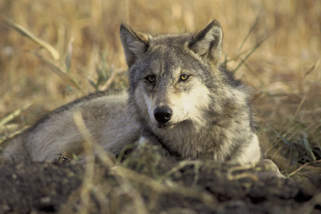 Idaho wolf hunting will be expanded thanks to a controversial new law.