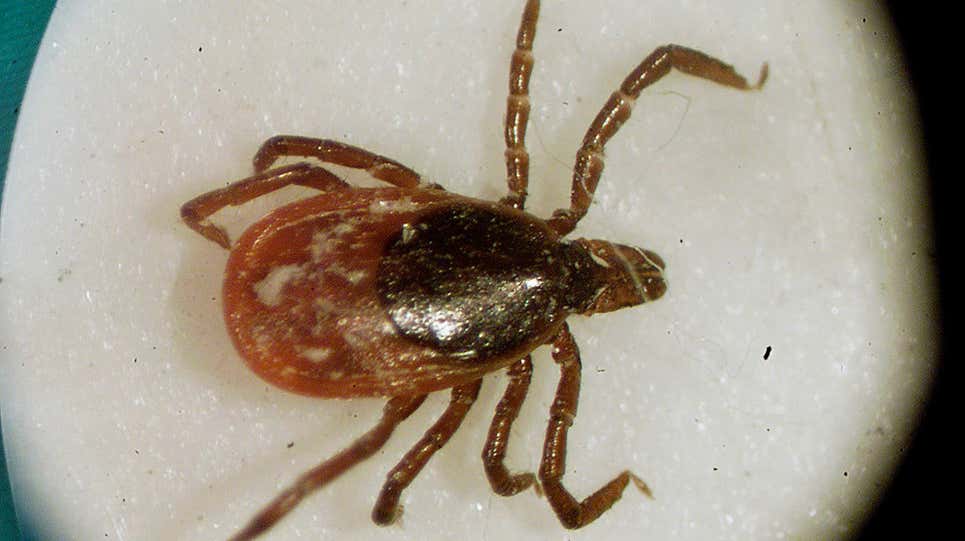 A single tick bite can deliver not just one infectious disease, but several.