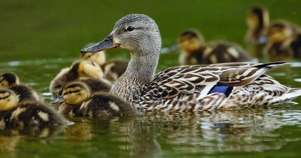 The 2021 Waterfowl Breeding Survey was canceled again due to Covid-19 concerns.