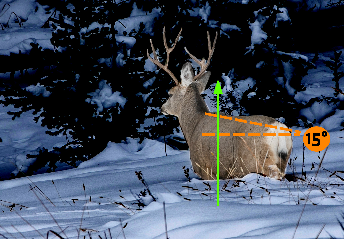 The difference between an entry wound and exit wound when considering shot placement on a mule deer.