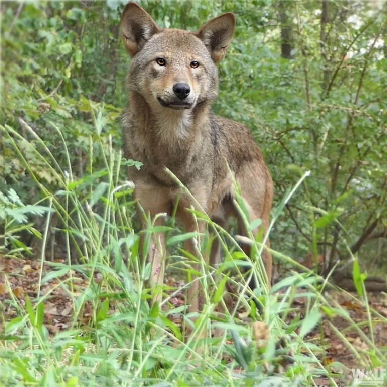 New red wolf release in North Carolina