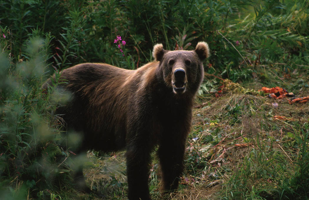 An Alaskan brown bear charged and attacked a surveyor.