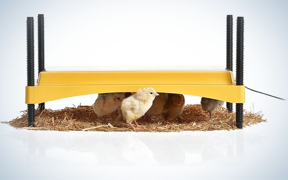 A yellow plastic cover with four black legs and some small birds sitting on the grass together under the cover.