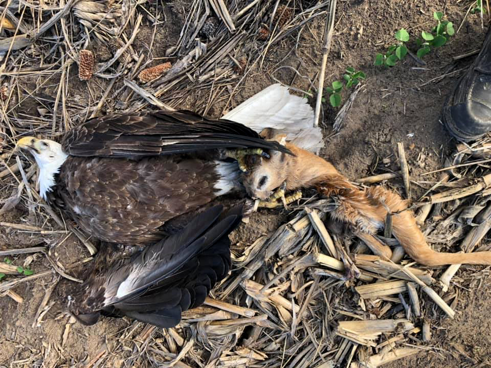 Hunter finds dead bald eagle with a deer head in its talons.
