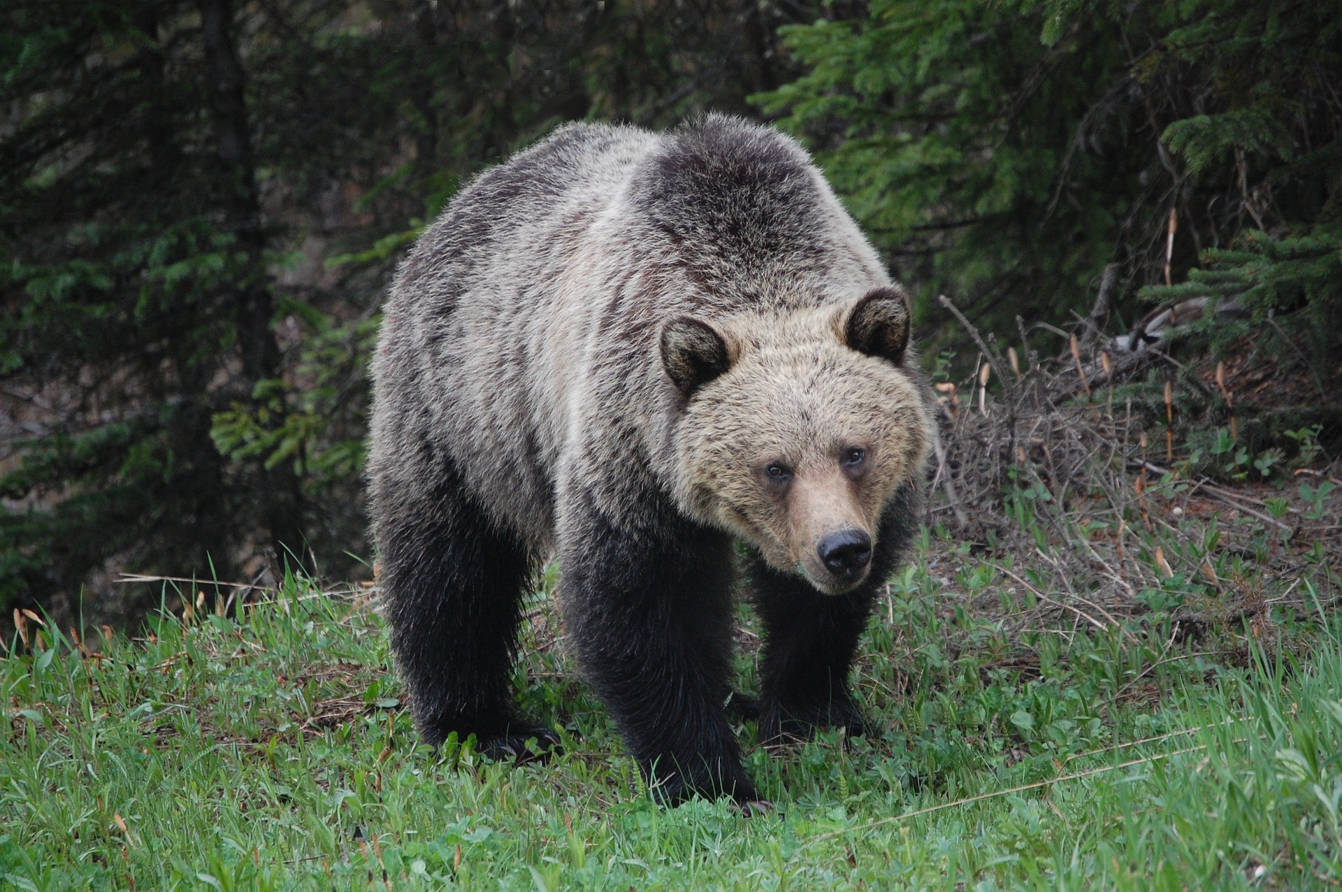 Grizzly bear attack is suspected in the death of an Alberta woman.
