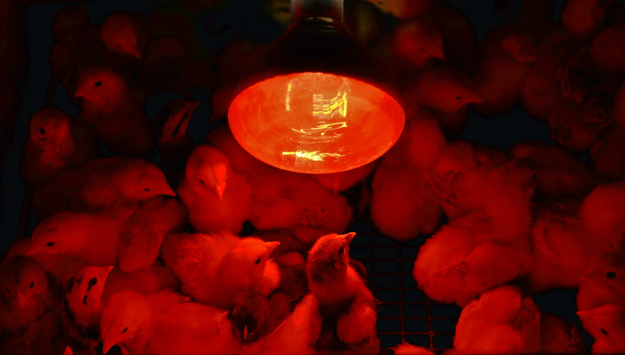 Chicks under a heat lamp