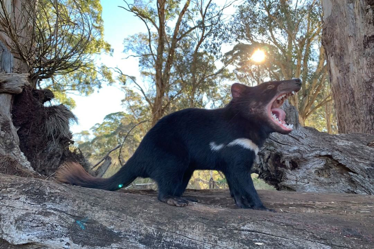 Tasmanian devils could help control feral cats in Australia..