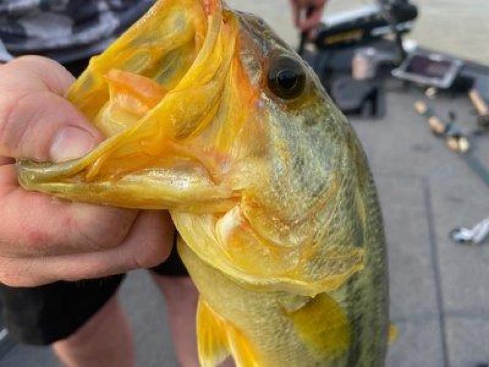 Josh Rogers caught a rare golden largemouth on Beaver Lake in Arkansas.