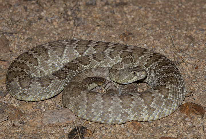 The Mohave rattler is one dangerous snake.