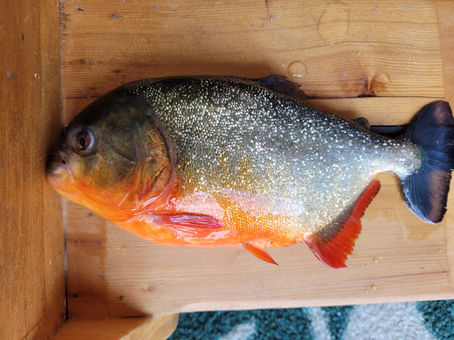 The discovery of a red piranha in an LSU lake has biologists on high alert.