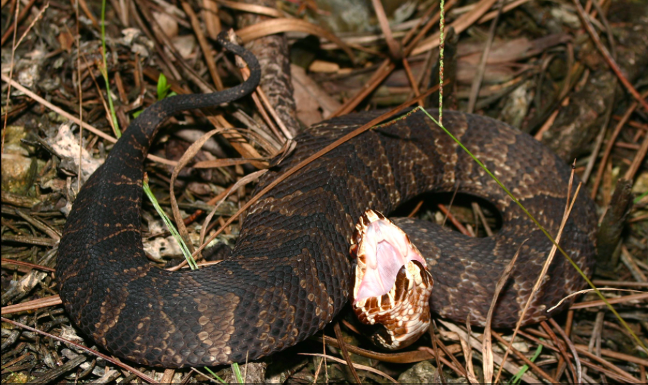 The cottonmouth is a close cousin to the copperhead.