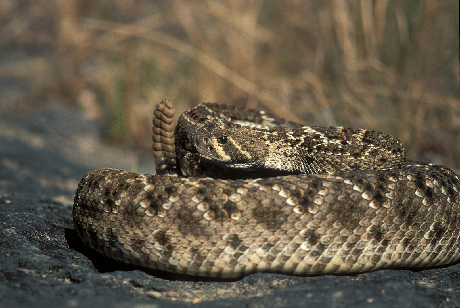 Western diamondbacks are known to have a nasty disposition.