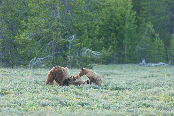 A fresh kill for her cubs. 