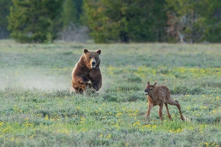 Grizzly closes in on an elk calf.
