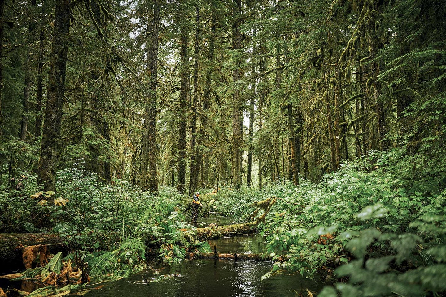 The Biden Administration announced it will restore Roadless Rule protections to the Tongass National Forest. 